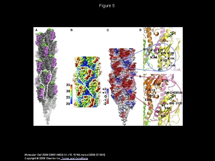 Figure 5 Molecular Cell 2006 23651 -662 DOI: (10. 1016/j. molcel. 2006. 07. 004)