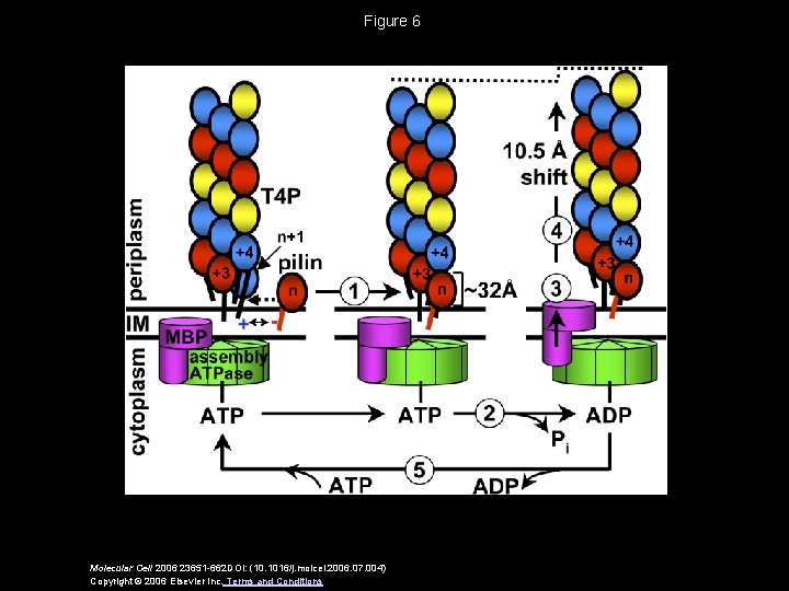 Figure 6 Molecular Cell 2006 23651 -662 DOI: (10. 1016/j. molcel. 2006. 07. 004)