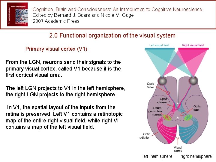 Cognition, Brain and Consciousness: An Introduction to Cognitive Neuroscience Edited by Bernard J. Baars