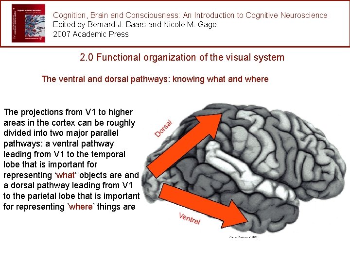 Cognition, Brain and Consciousness: An Introduction to Cognitive Neuroscience Edited by Bernard J. Baars