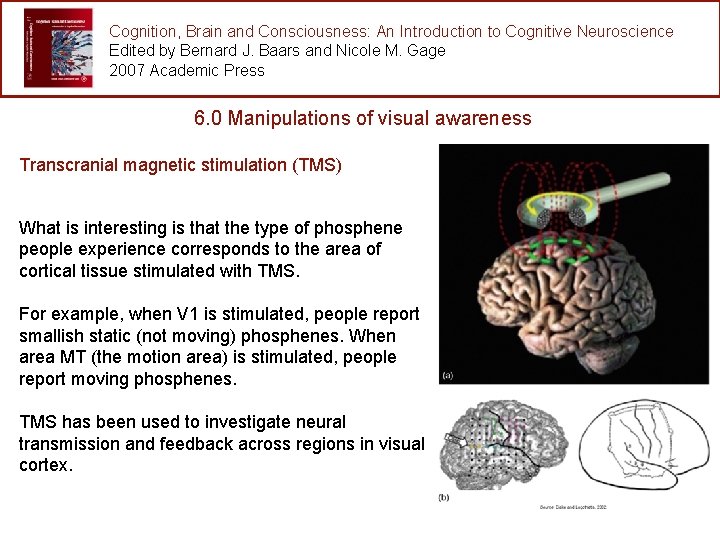 Cognition, Brain and Consciousness: An Introduction to Cognitive Neuroscience Edited by Bernard J. Baars