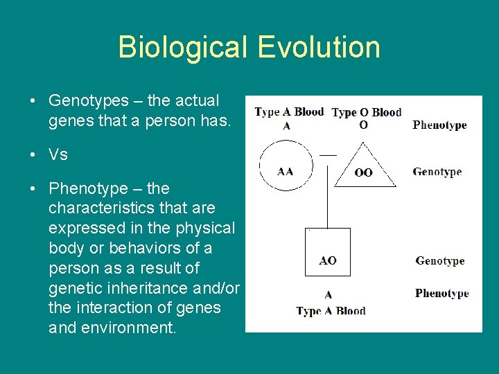 Biological Evolution • Genotypes – the actual genes that a person has. • Vs