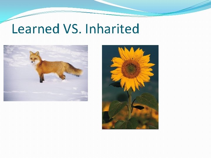 Learned VS. Inharited 