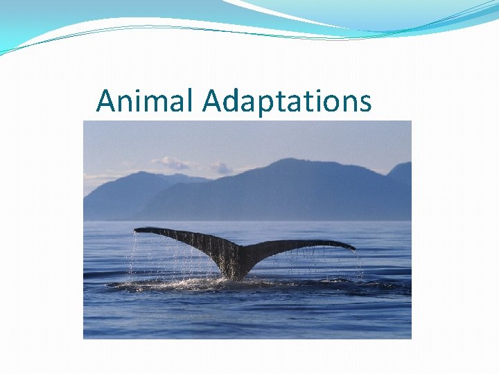 Animal Adaptations 