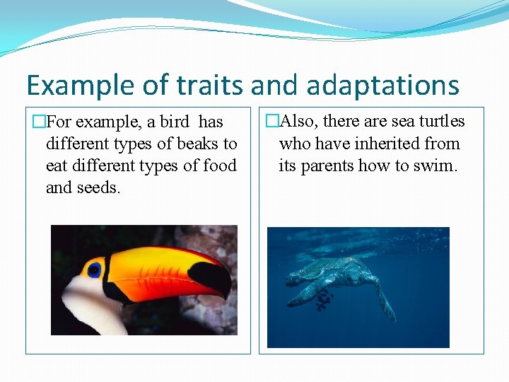 Example of traits and adaptations �For example, a bird has different types of beaks