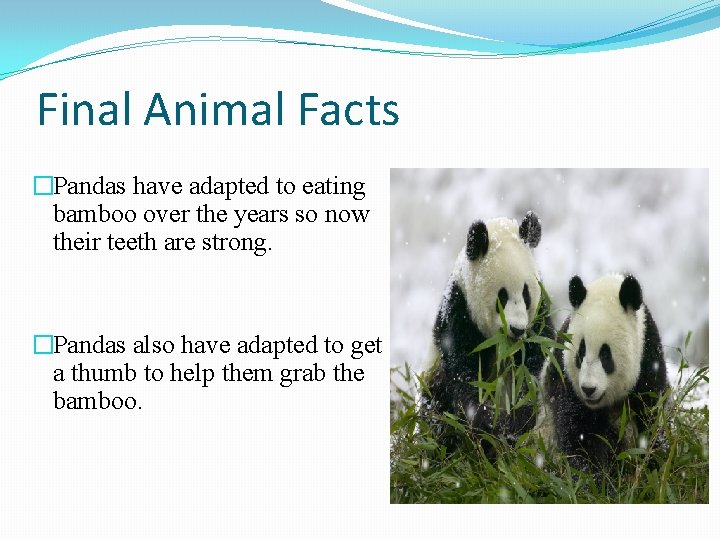 Final Animal Facts �Pandas have adapted to eating bamboo over the years so now