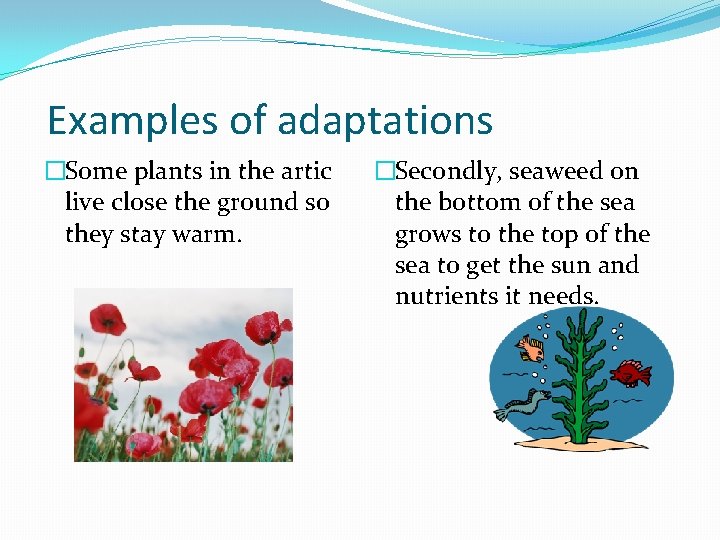 Examples of adaptations �Some plants in the artic live close the ground so they