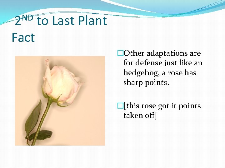 2 ND to Last Plant Fact �Other adaptations are for defense just like an