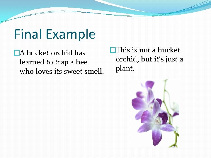 Final Example �This is not a bucket �A bucket orchid has orchid, but it’s