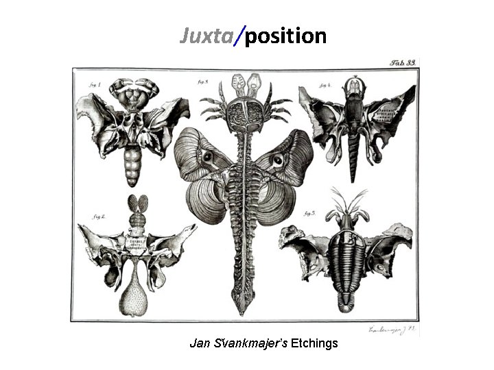 Juxta/position Jan S vankmajer’s Etchings 