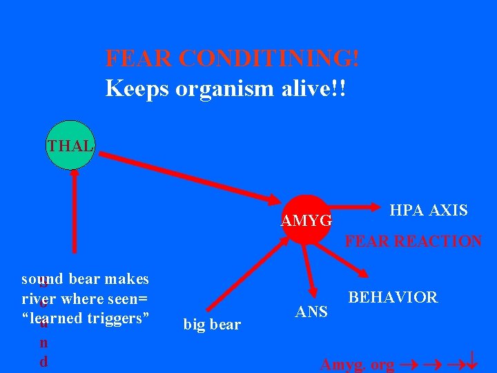 FEAR CONDITINING! Keeps organism alive!! THAL AMYG HPA AXIS FEAR REACTION sound S bear