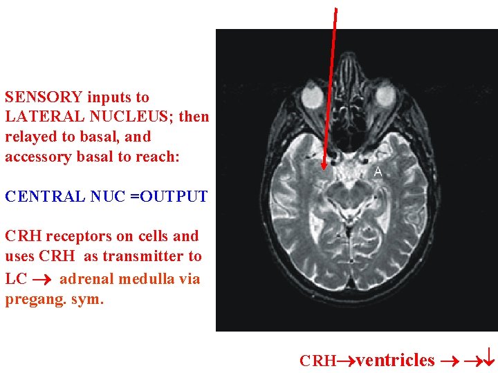 SENSORY inputs to LATERAL NUCLEUS; then relayed to basal, and accessory basal to reach: