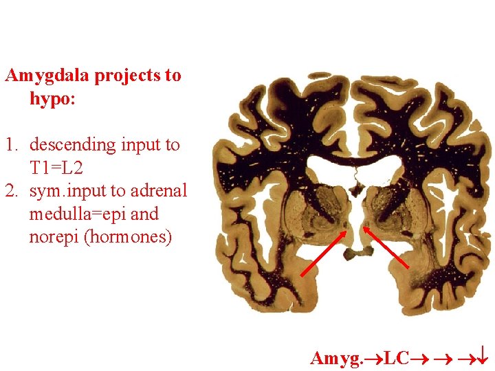 Amygdala projects to hypo: 1. descending input to T 1=L 2 2. sym. input