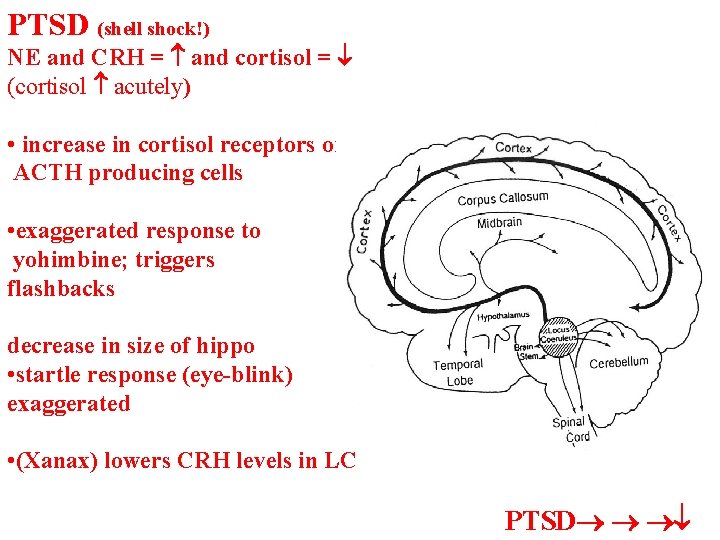 PTSD (shell shock!) NE and CRH = and cortisol = (cortisol acutely) • increase