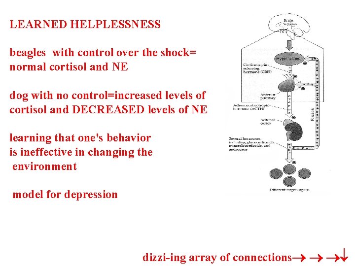 LEARNED HELPLESSNESS beagles with control over the shock= normal cortisol and NE dog with