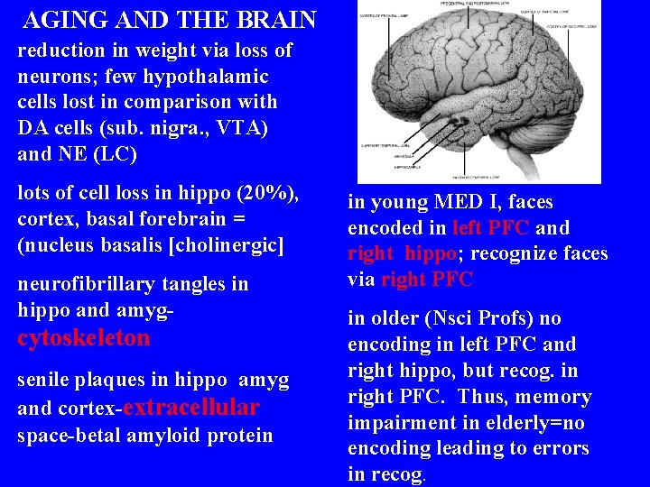 AGING AND THE BRAIN reduction in weight via loss of neurons; few hypothalamic cells