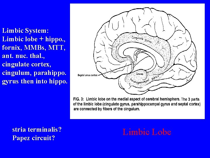 Limbic System: Limbic lobe + hippo. , fornix, MMBs, MTT, ant. nuc. thal. ,