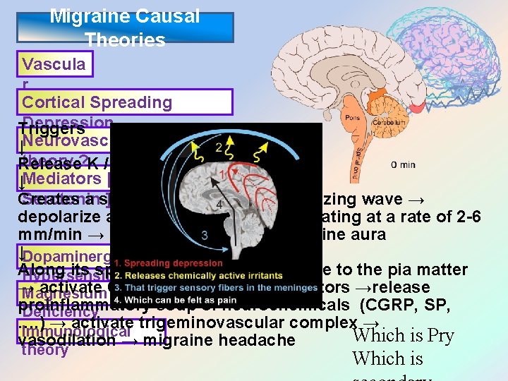 Migraine Causal Theories Vascula r Cortical Spreading Depression Triggers ↓Neurovascular theory ? K /