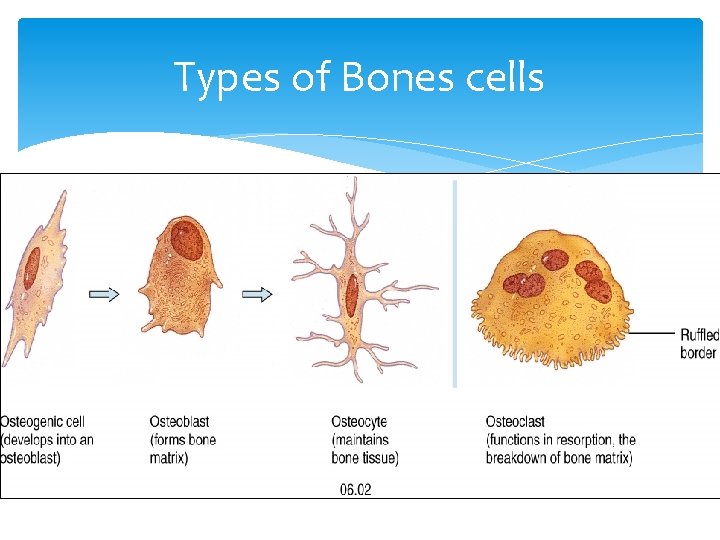 Types of Bones cells 