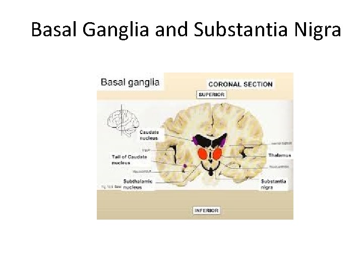 Basal Ganglia and Substantia Nigra 