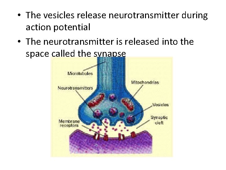  • The vesicles release neurotransmitter during action potential • The neurotransmitter is released