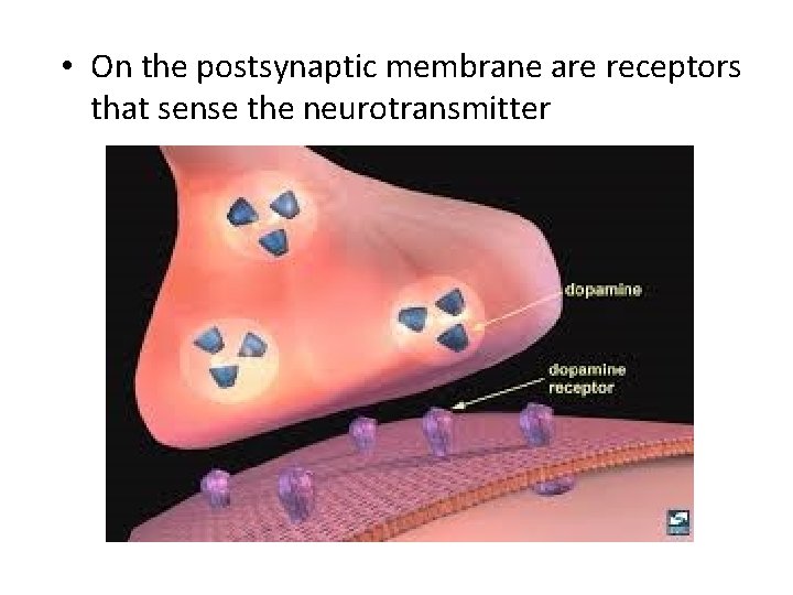  • On the postsynaptic membrane are receptors that sense the neurotransmitter 