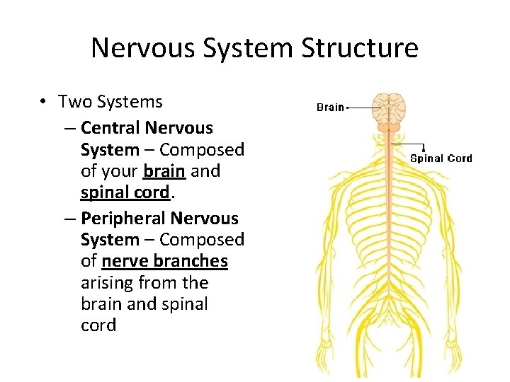 Nervous System Structure • Two Systems – Central Nervous System – Composed of your