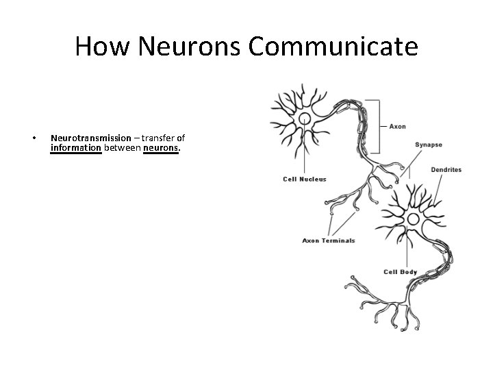 How Neurons Communicate • Neurotransmission – transfer of information between neurons. 