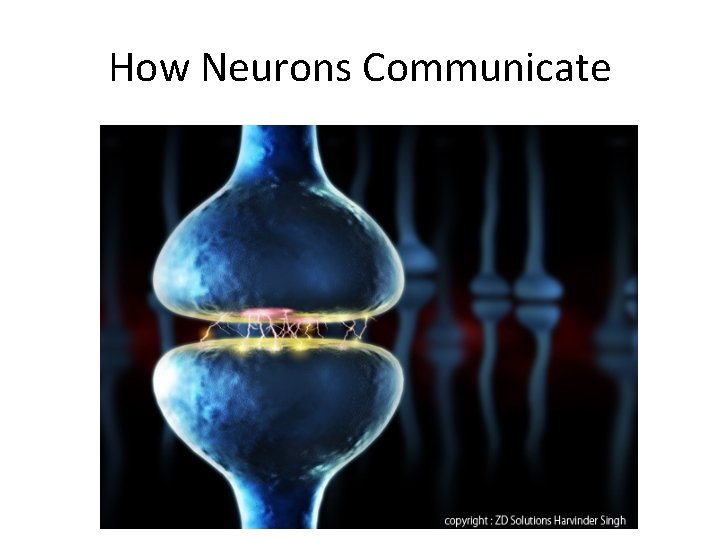 How Neurons Communicate 