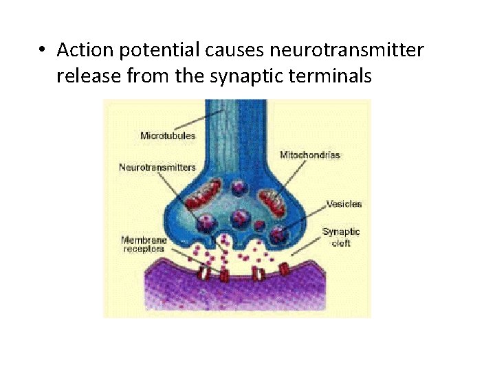  • Action potential causes neurotransmitter release from the synaptic terminals 