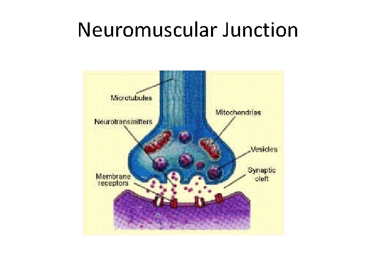 Neuromuscular Junction 
