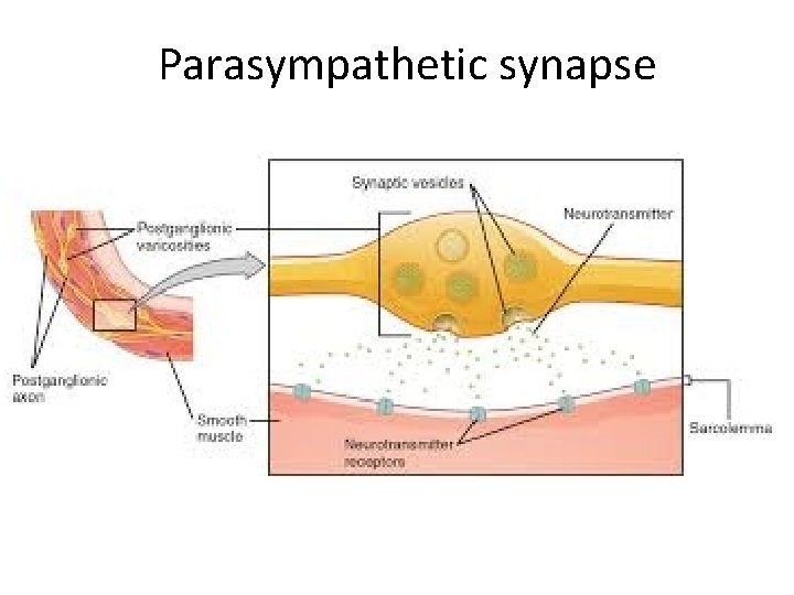 Parasympathetic synapse 