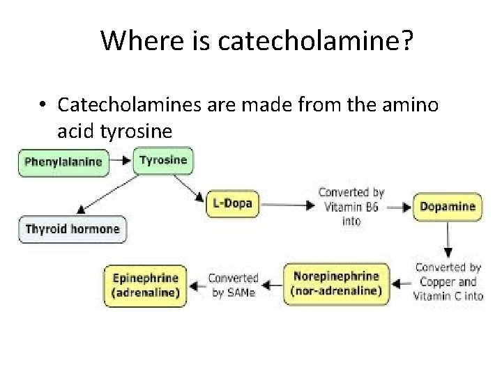 Where is catecholamine? • Catecholamines are made from the amino acid tyrosine 