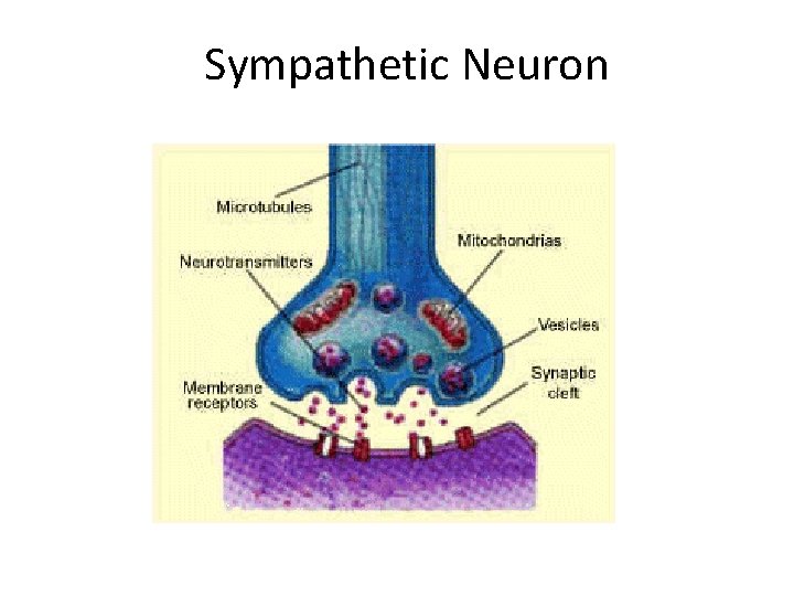 Sympathetic Neuron 