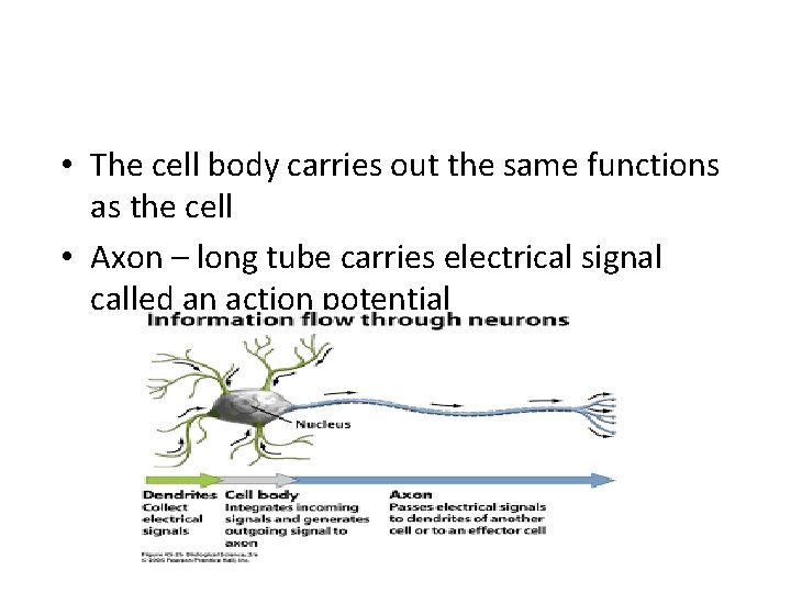  • The cell body carries out the same functions as the cell •