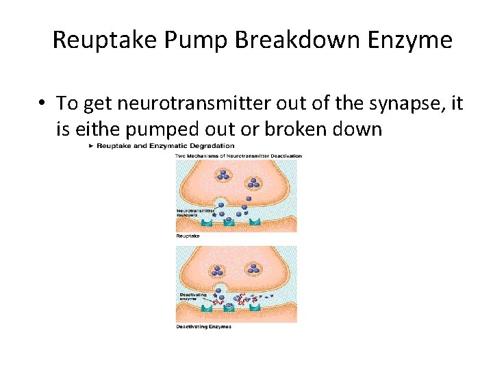 Reuptake Pump Breakdown Enzyme • To get neurotransmitter out of the synapse, it is