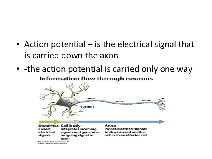  • Action potential – is the electrical signal that is carried down the