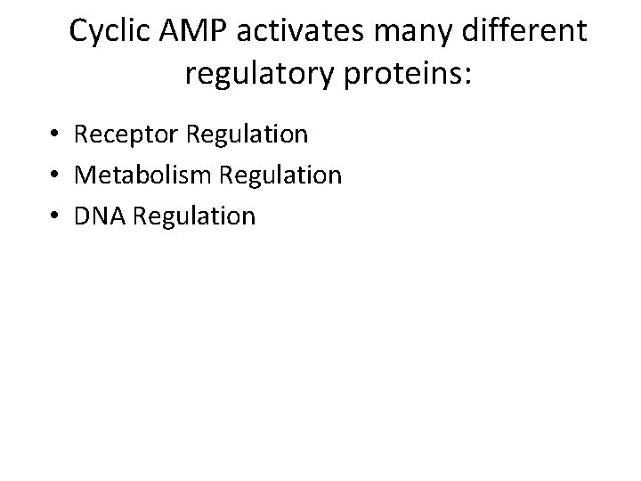 Cyclic AMP activates many different regulatory proteins: • Receptor Regulation • Metabolism Regulation •