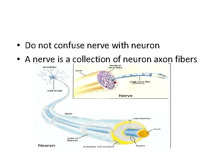  • Do not confuse nerve with neuron • A nerve is a collection