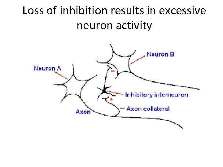 Loss of inhibition results in excessive neuron activity 