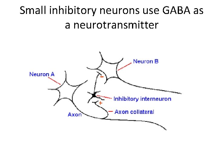 Small inhibitory neurons use GABA as a neurotransmitter 