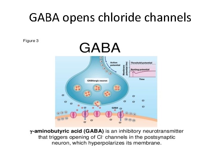 GABA opens chloride channels 