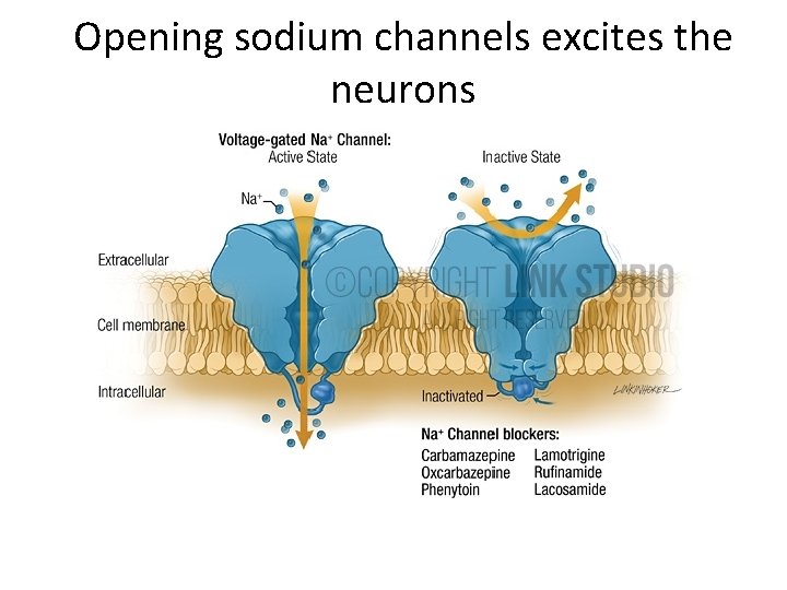 Opening sodium channels excites the neurons 