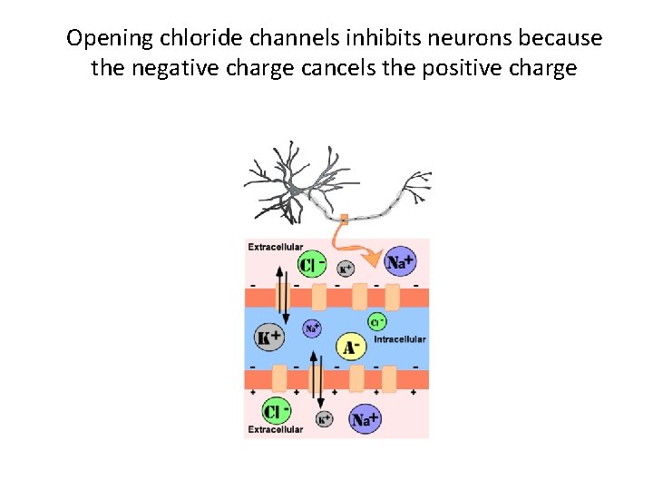 Opening chloride channels inhibits neurons because the negative charge cancels the positive charge 