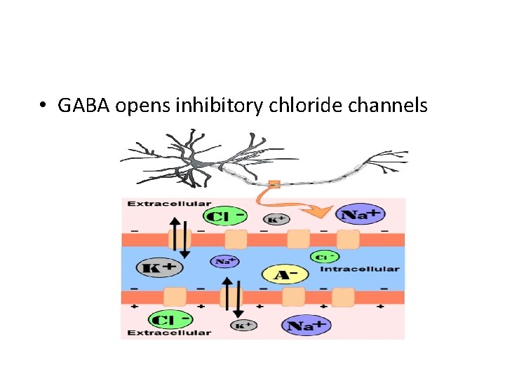  • GABA opens inhibitory chloride channels 