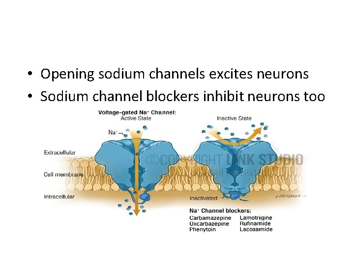  • Opening sodium channels excites neurons • Sodium channel blockers inhibit neurons too