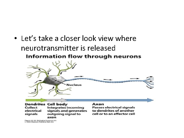  • Let’s take a closer look view where neurotransmitter is released 