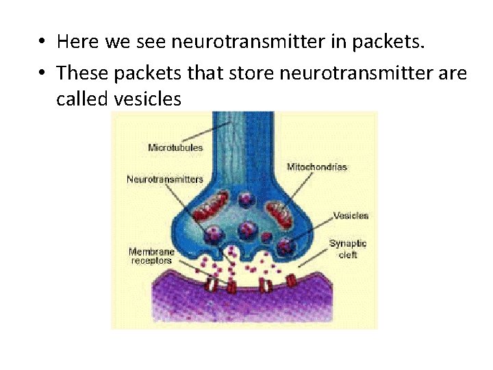  • Here we see neurotransmitter in packets. • These packets that store neurotransmitter