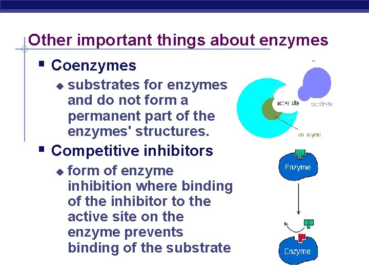 Other important things about enzymes § Coenzymes u substrates for enzymes and do not