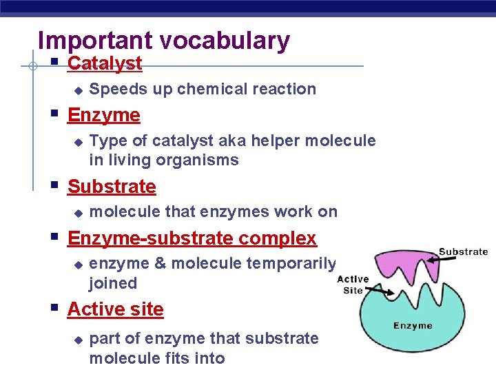 Important vocabulary § Catalyst u Speeds up chemical reaction § Enzyme u Type of